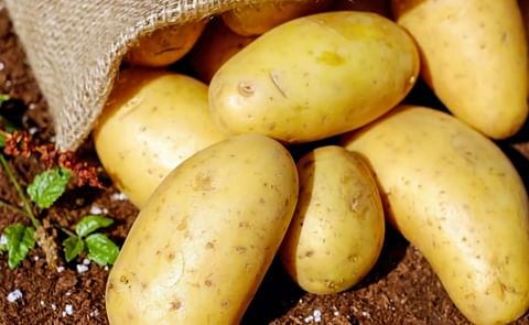 Odisha government seeks renewal of agreement with International Potato Centre Odisha government seeks renewal of agreement with International Potato Centre