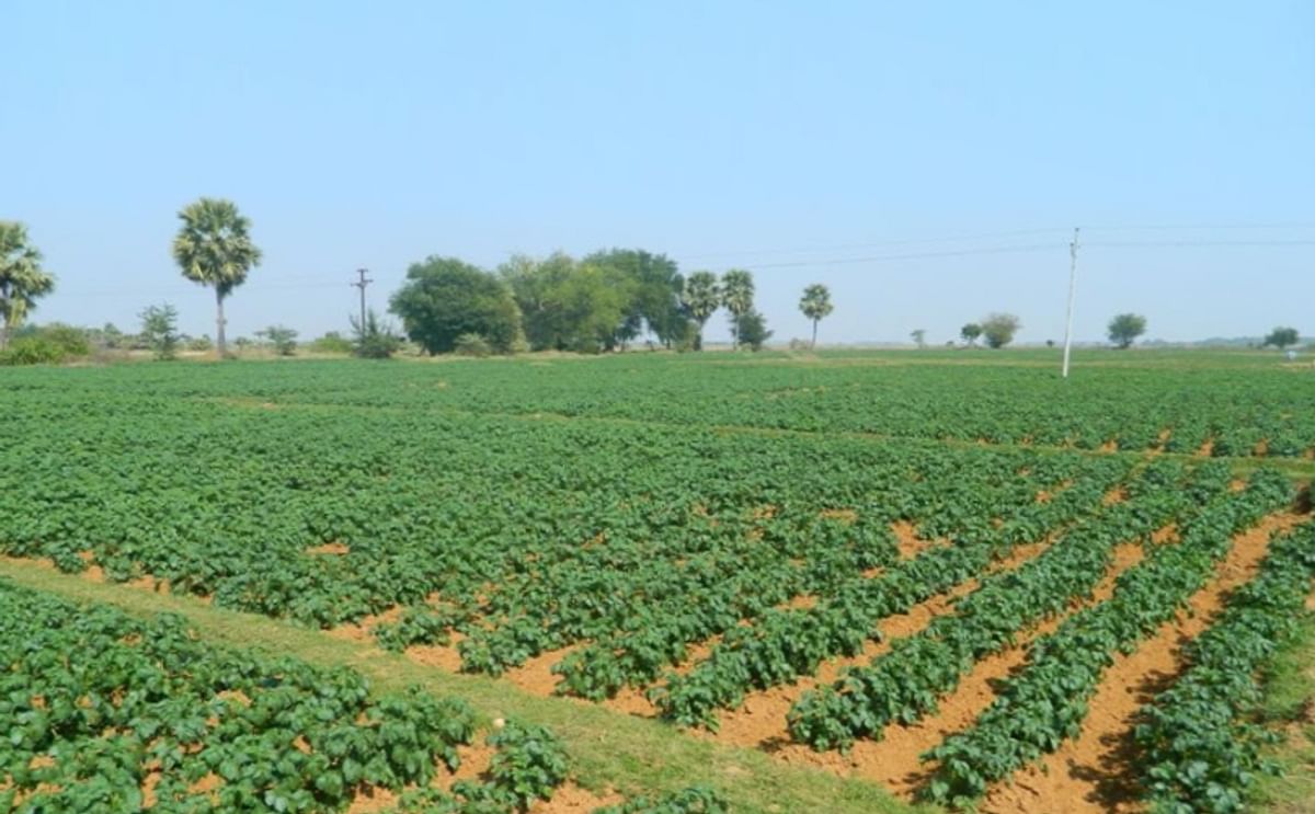 Potato Field in the Indian State Odisha (Courtesy: Orissa Post)