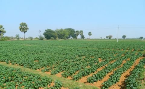 Potato Field in the Indian State Odisha (Courtesy: Orissa Post) Potato Field in the Indian State Odisha (Courtesy: Orissa Post)