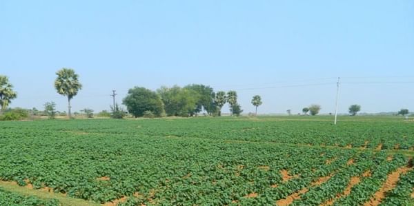 Odisha (India) to grow potatoes on 25.000 hectares