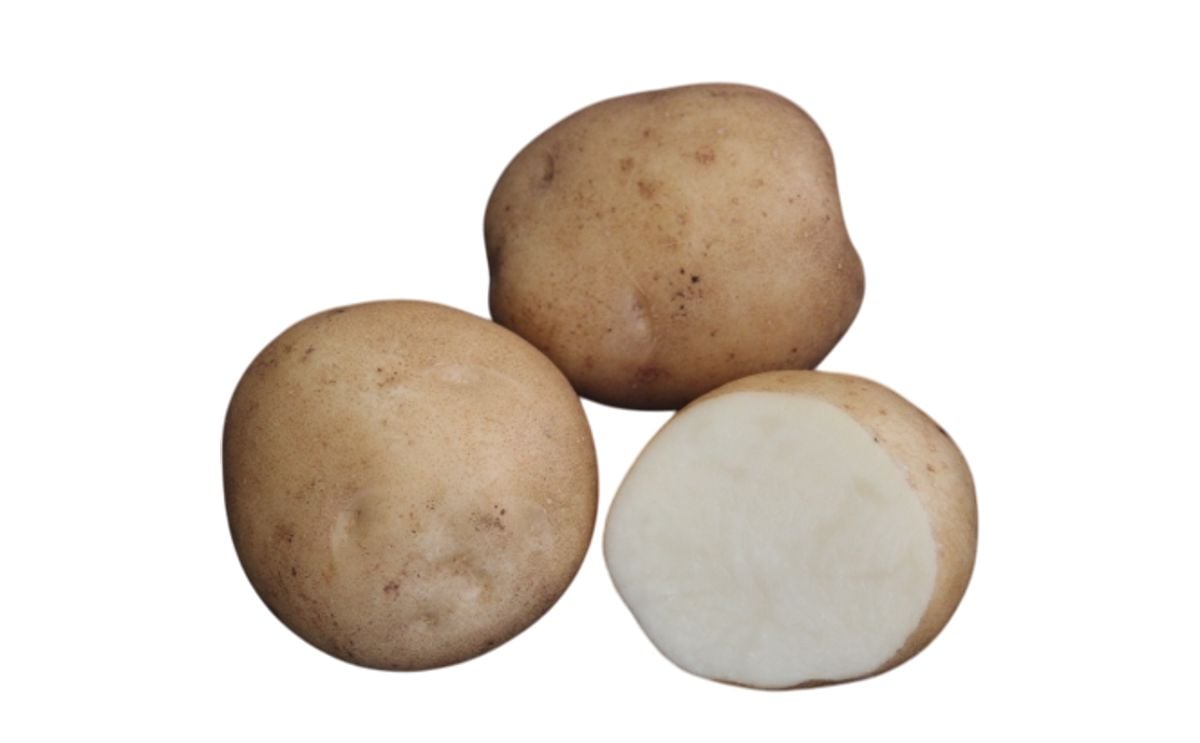 OKHOTSK CHIP OKHOTSK CHIP