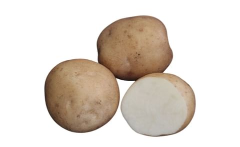 OKHOTSK CHIP OKHOTSK CHIP