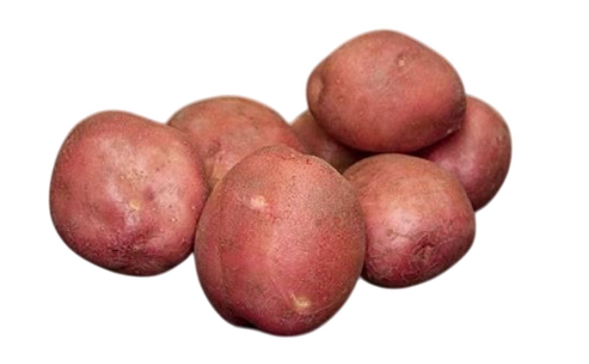 OLEVA OLEVA