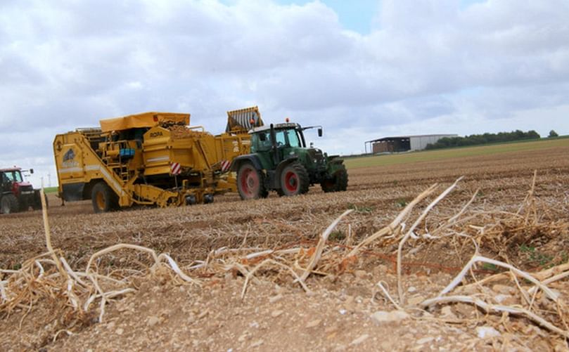 La materia seca de los tubérculos es más elevada que de costumbre, por lo que las recogidas son muy delicadas.