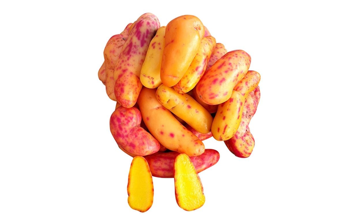 OLLUCO OLLUCO