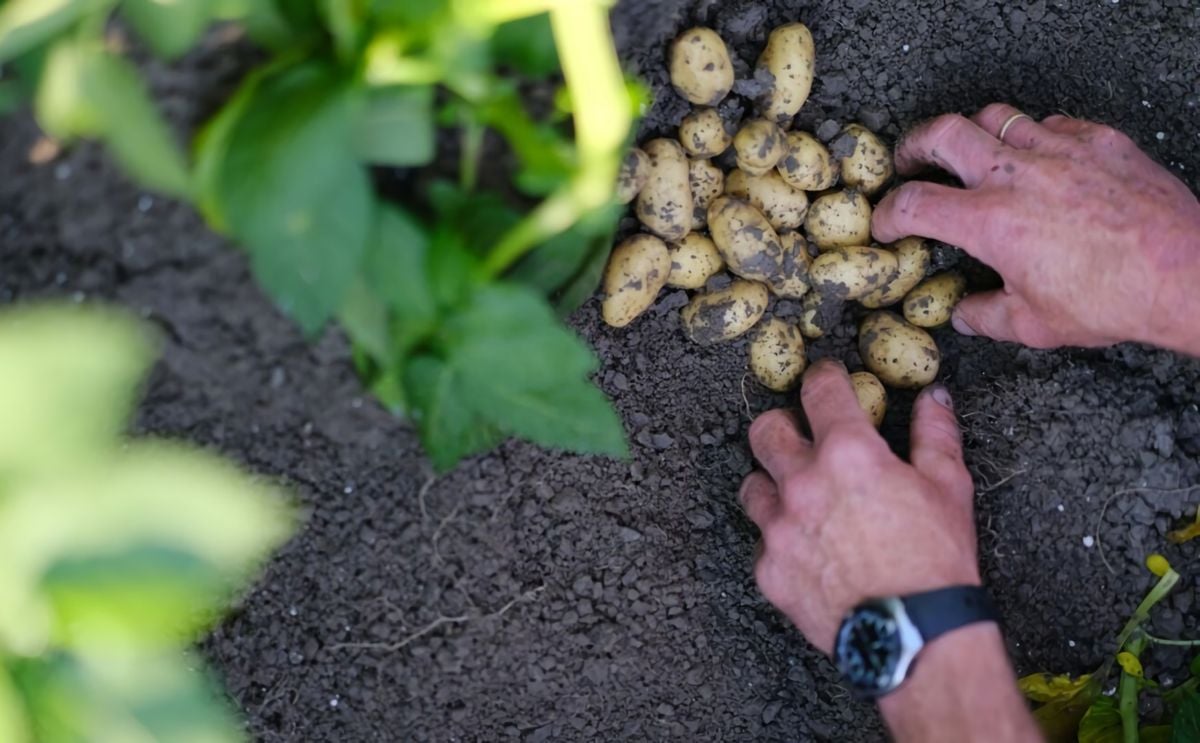 Online potato calculator offers potato specialists tailor-made sustainable varieties Online potato calculator offers potato specialists tailor-made sustainable varieties