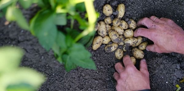 Online potato calculator offers potato specialists tailor-made sustainable varieties