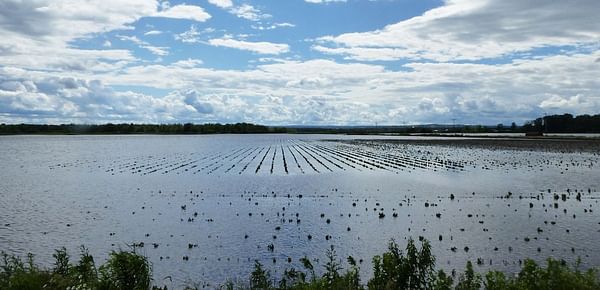 Heavy rain damages potato crop in Ontario, Canada