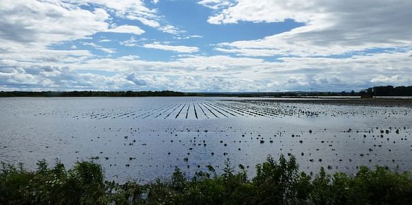 Heavy rain damages potato crop in Ontario, Canada