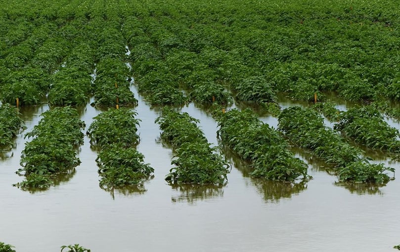 This trial field near Beeton, Ontario, was thought to have been lost, but timely drainage has saved it. (Courtesy Eugenia Banks, Ontario Potato Board) This trial field near Beeton, Ontario, was thought to have been lost, but timely drainage has saved it. (Courtesy Eugenia Banks, Ontario Potato Board)