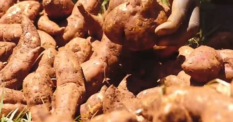 Orange-fleshed Sweet Potato Roots (Courtesy: Premium Times)