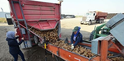 Inspecting the harvested potatoes as they are loaded for transport to the packing plant