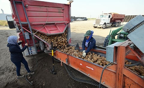 Hillary Fernandez of Stanfield releases a gate on the back of a potato truck as Estella Dueñez of Hermiston sorts Russet potatoes as they move down a conveyor belt outside Hermiston (Courtesy: East Oregonian) Hillary Fernandez of Stanfield releases a gate on the back of a potato truck as Estella Dueñez of Hermiston sorts Russet potatoes as they move down a conveyor belt outside Hermiston (Courtesy: East Oregonian)