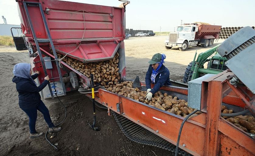 Hillary Fernandez of Stanfield releases a gate on the back of a potato truck as Estella Dueñez of Hermiston sorts Russet potatoes as they move down a conveyor belt outside Hermiston (Courtesy: East Oregonian)