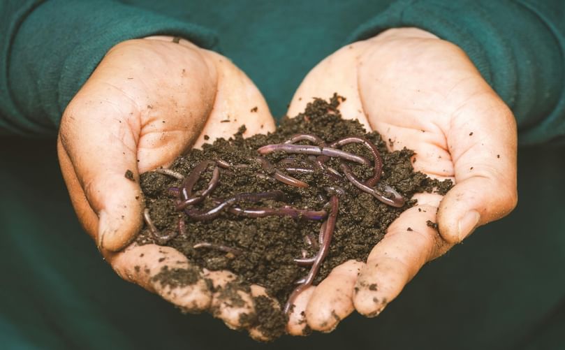 Soil Life in Hand: Earthworm-Rich Organic Manure