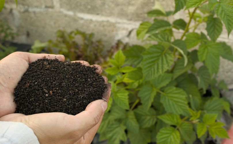 Farmer Holding Organic Manure Ready for Potato Field Application