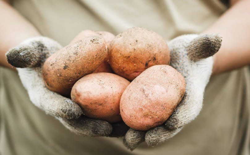 Showcasing Healthy Potato Harvest from Sustainable Farming Showcasing Healthy Potato Harvest from Sustainable Farming