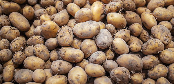 Disruptions in the potato sector