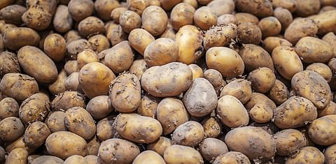 Disruptions in the potato sector