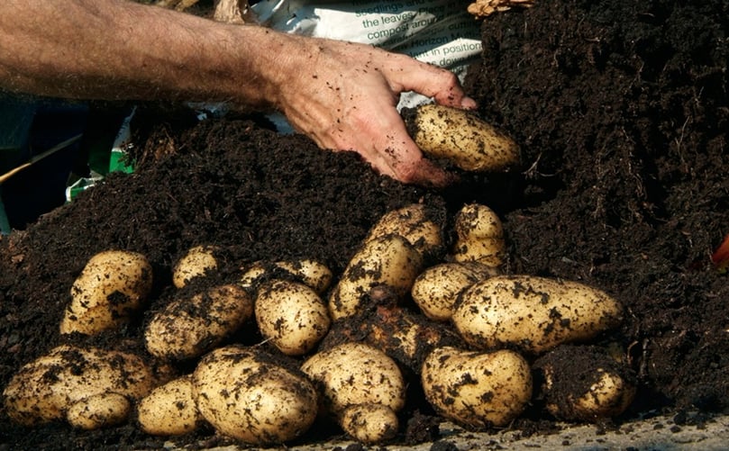 Healthy Potato Tubers from Organic Nutrient Management Healthy Potato Tubers from Organic Nutrient Management