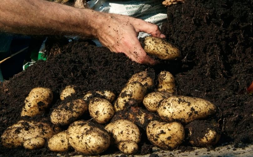 Healthy Potato Tubers from Organic Nutrient Management