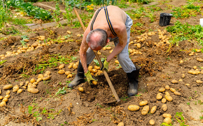 Gentle Harvesting of Organic Potatoes to Prevent Bruising Gentle Harvesting of Organic Potatoes to Prevent Bruising