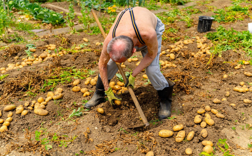 Gentle Harvesting of Organic Potatoes to Prevent Bruising Gentle Harvesting of Organic Potatoes to Prevent Bruising