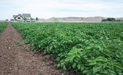 Organic Potato Markets (Idaho) Organic Potato Markets (Idaho)