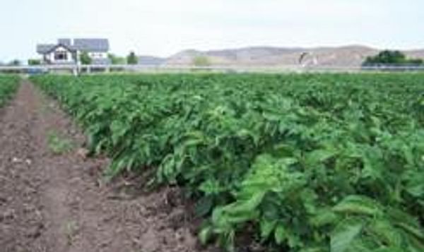  Organic Potato Field in Idaho