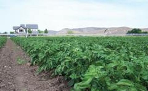 Organic Potato Markets (Idaho) Organic Potato Markets (Idaho)