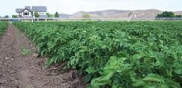 Organic Potato Field in Idaho