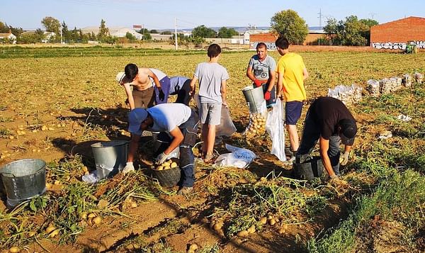 La Municipalidad Ortigueira de la provicia española A Coruña, pide a la Xunta poder plantar patatas tras el confinamiento