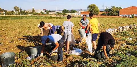 La Municipalidad Ortigueira de la provicia española A Coruña, pide a la Xunta poder plantar patatas tras el confinamiento