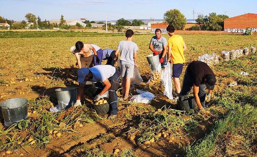 La Municipalidad Ortigueira de la provicia española A Coruña, pide a la Xunta poder plantar patatas tras el confinamiento.