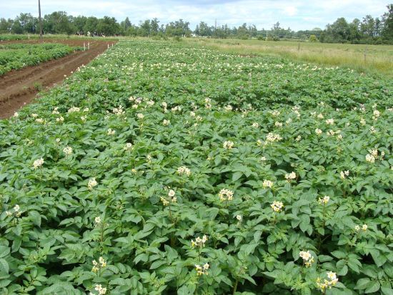 La sequía como factor limitante del rendimiento y calidad de la papa fue estudiada por el INIA de Chile