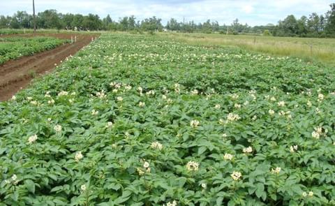 La sequía como factor limitante del rendimiento y calidad de la papa fue estudiada por el INIA de Chile La sequía como factor limitante del rendimiento y calidad de la papa fue estudiada por el INIA de Chile