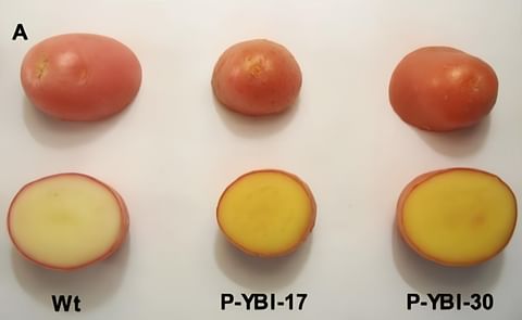 Golden potatoes, shown in the two examples on the right, pack more vitamin A and vitamin E than traditional white potatoes, seen on the left Golden potatoes, shown in the two examples on the right, pack more vitamin A and vitamin E than traditional white potatoes, seen on the left