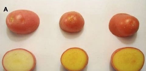 Experimental potato delivers bounty of vitamin A and E