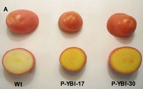 Golden potatoes, shown in the two examples on the right, pack more vitamin A and vitamin E than traditional white potatoes, seen on the left Golden potatoes, shown in the two examples on the right, pack more vitamin A and vitamin E than traditional white potatoes, seen on the left