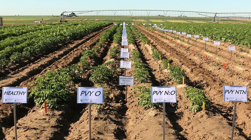 The WSU Othello Research Farm offers ideal conditions for testing potato seed from around the nation (Courtesy: Washington State University).