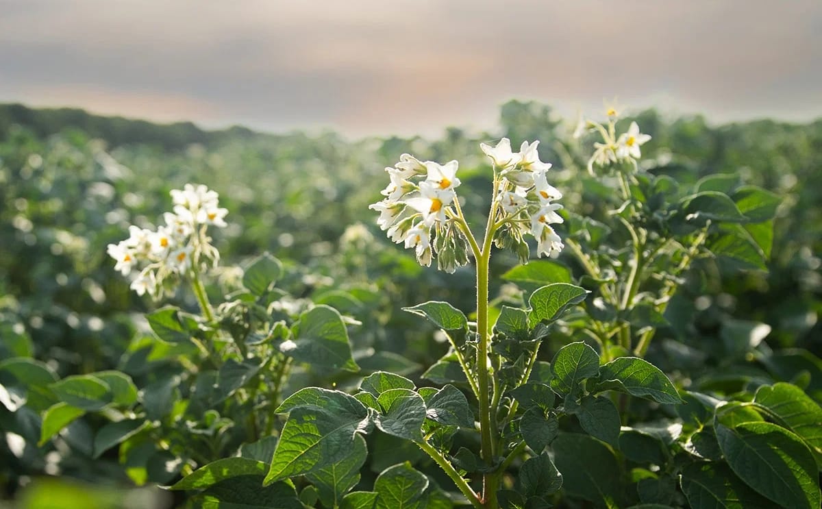 Potato crops in the Netherlands as growers and industry partners support the Outline Crop Protection Covenant to advance sustainable agriculture.