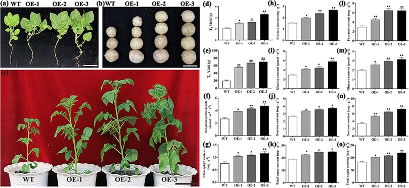 Overexpression of StTST2 in potato enhances growth, sugar accumulation, and yield.
(a) 90-day-old T0 transgenic plants; (b) tuber phenotypes of WT and T0 overexpression (OE) plants; (c) 60-day-old T1 transgenic plants; (d,e) yield of WT and OE T0 and T1 plants; (f) net photosynthetic rate; (g) leaf chlorophyll content. Transgenic lines show increased tuber size, yield, photosynthesis, and sugar accumulation compared with WT (mean ± SE, n = 3; *P < 0.05, **P < 0.01).