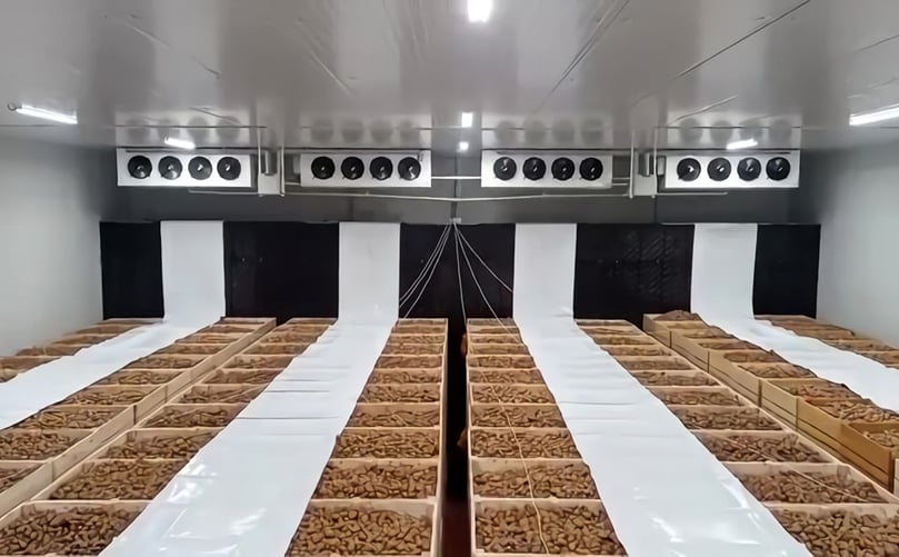 A special system for arranging the boxes was used to ensure that ventilation, temperature and humidity reached all the potatoes in the refrigerated store A special system for arranging the boxes was used to ensure that ventilation, temperature and humidity reached all the potatoes in the refrigerated store
