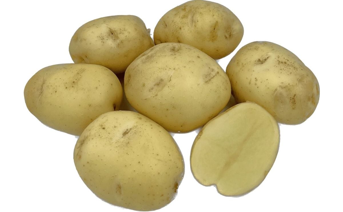 OXANIA OXANIA