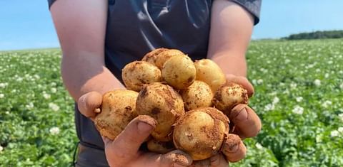 P.E.I.'s potato bumper crop one of the best in 'many generations,' now needs markets