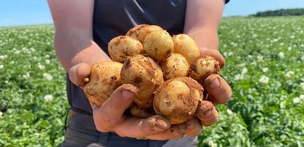 P.E.I.'s potato bumper crop one of the best in 'many generations,' now needs markets
