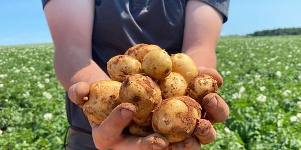 Disease Resistant Potatoes & Fortified Bananas Gets Govt Approval