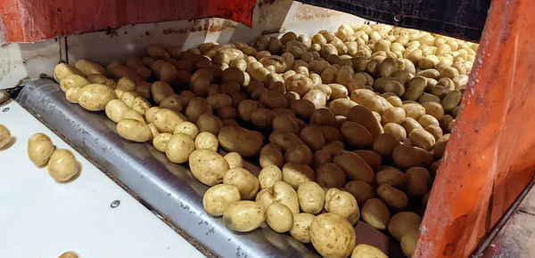 Prince Edward Island potatoes
