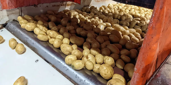 Prince Edward Island potatoes