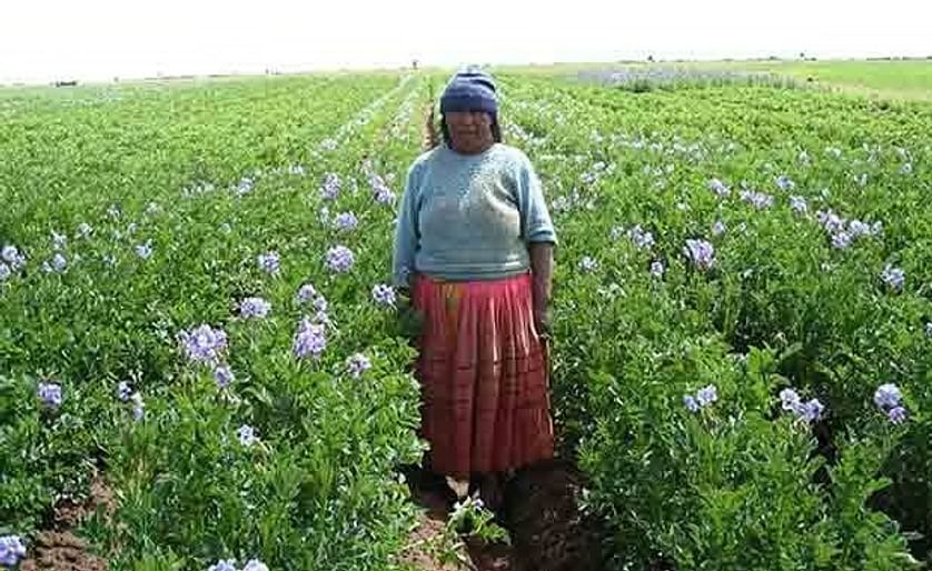 En Perú controlan al gorgojo de la papa con la planta del lupino